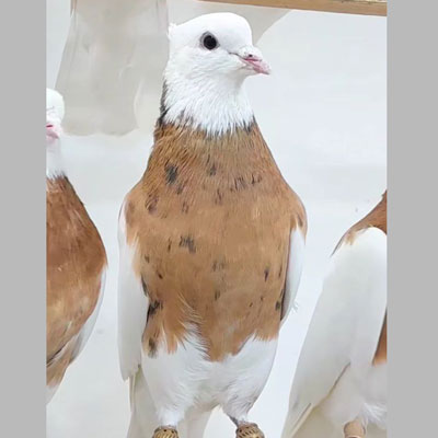 طوقی
