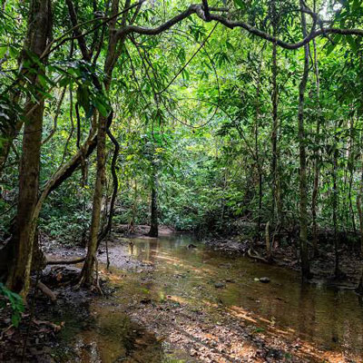 jungle