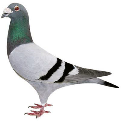 کبوترمسافتی